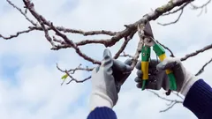 Which Plants You Need to Prune Before Spring to Avoid Losing Your Summer Harvest: Timing and Pruning Rules