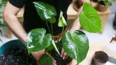 Gardening News: The Best Tips for the Health and Longevity of Your Houseplants